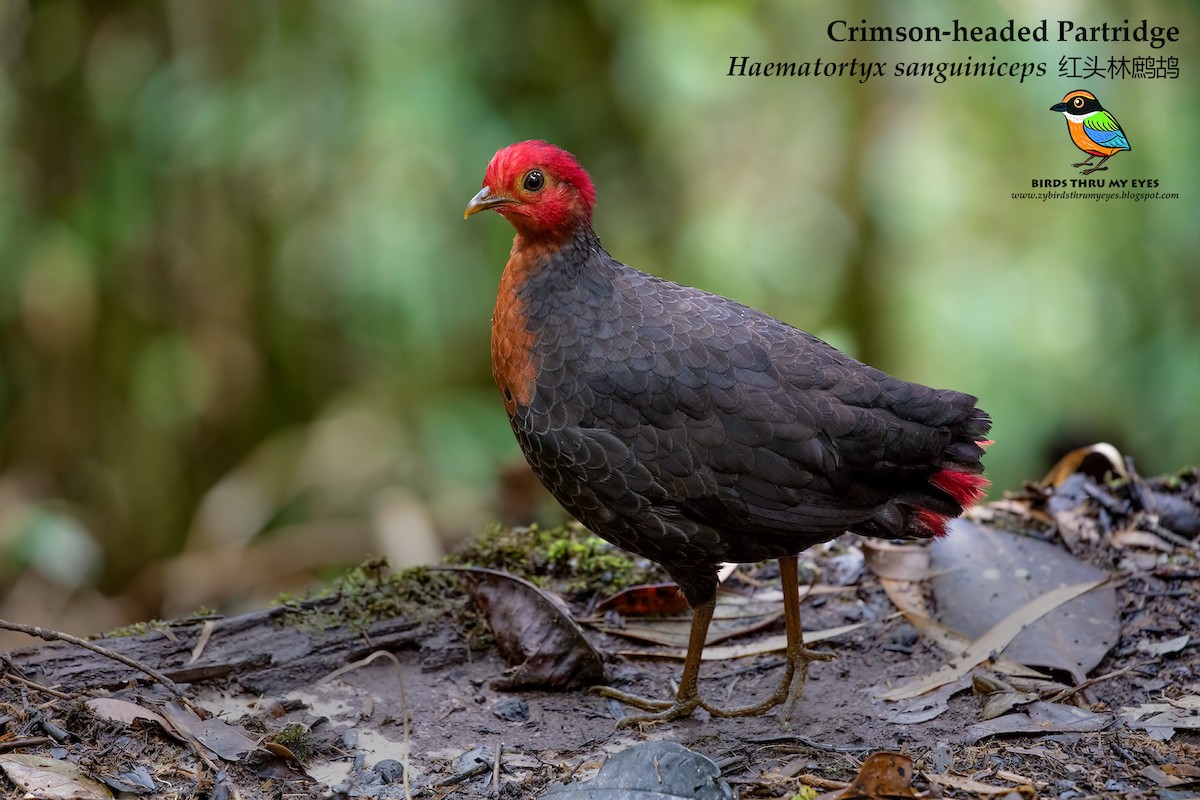 Crimson-headed Partridge - Zhong Ying Koay