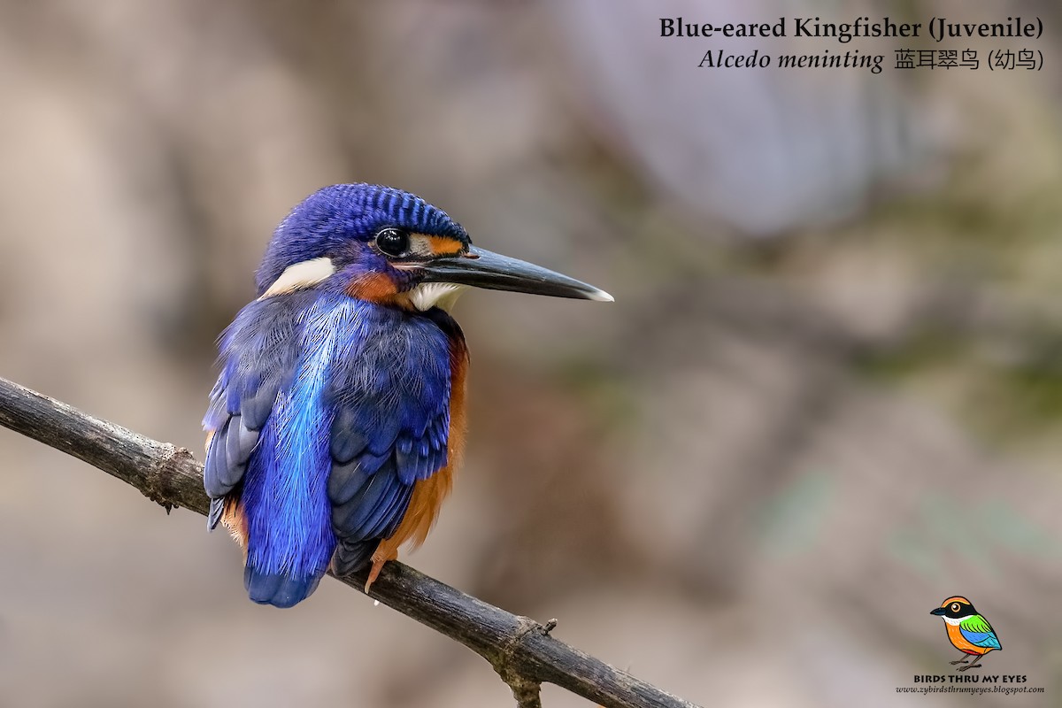 Blue-eared Kingfisher - ML125164801