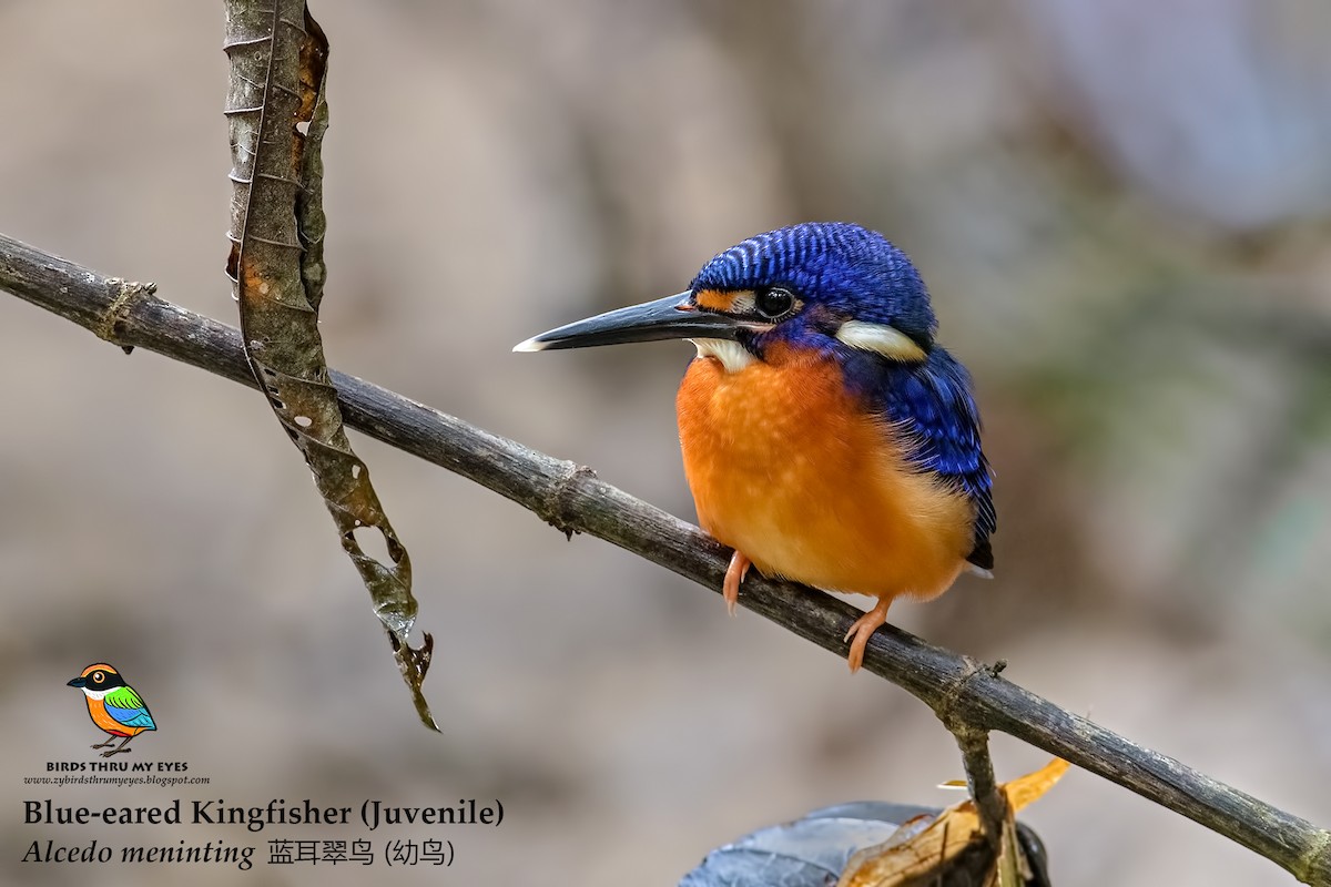 Blue-eared Kingfisher - ML125164821