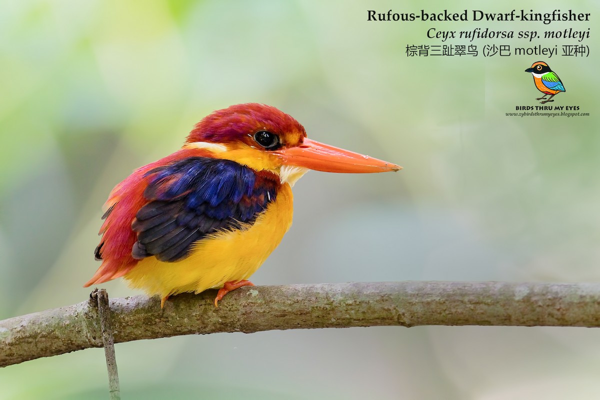 Rufous-backed Dwarf-Kingfisher - ML125164901