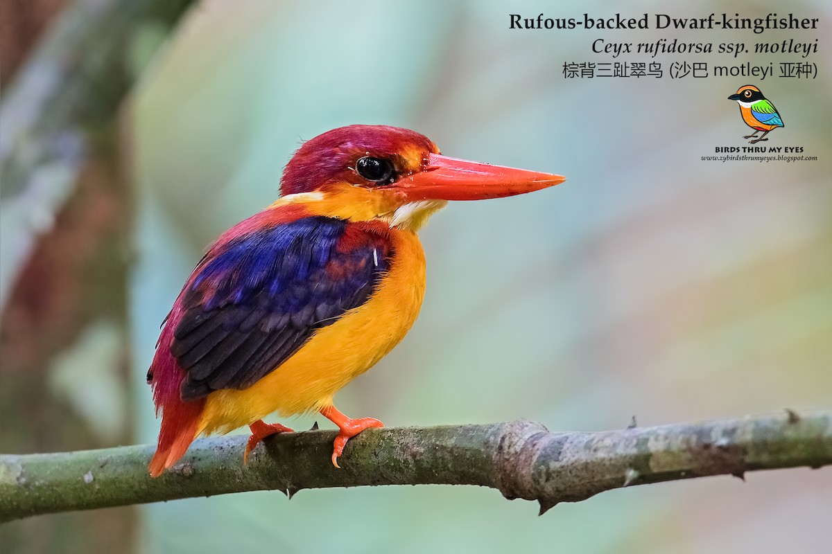 Rufous-backed Dwarf-Kingfisher - ML125164911