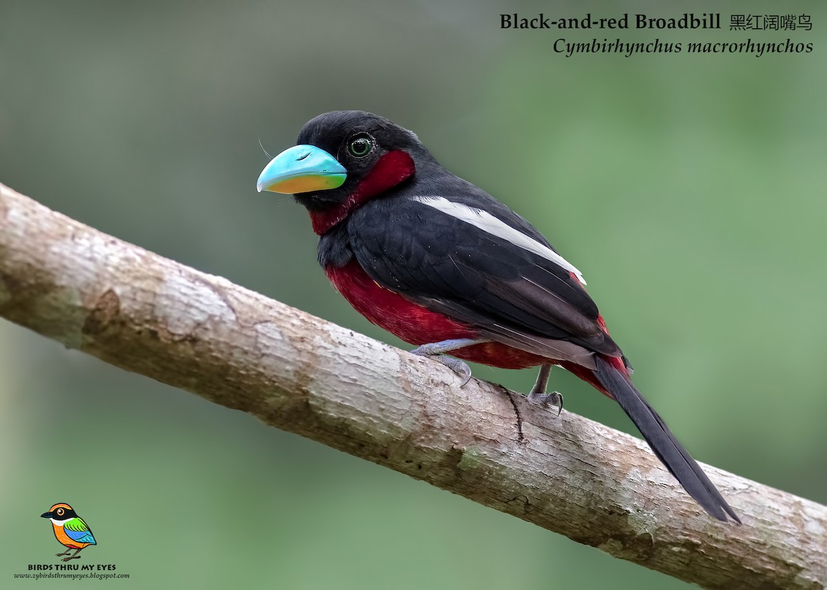 Black-and-red Broadbill - Zhong Ying Koay