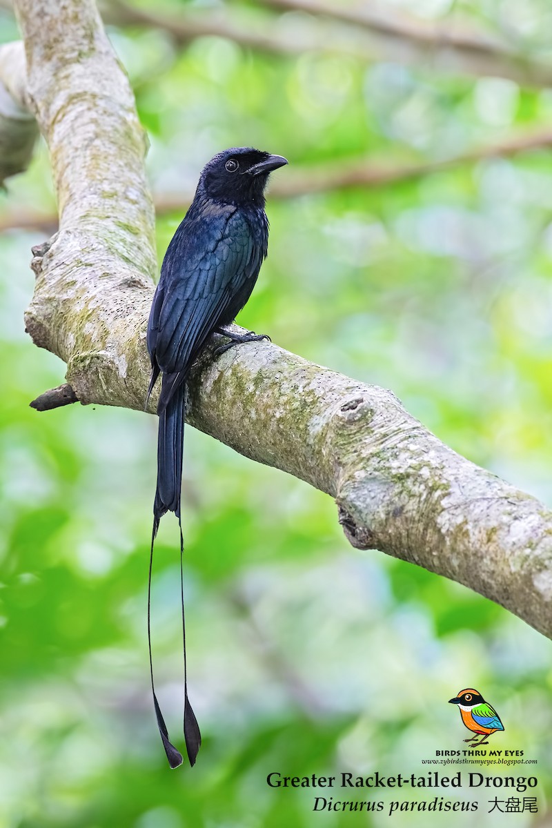 Greater Racket-tailed Drongo - ML125165111