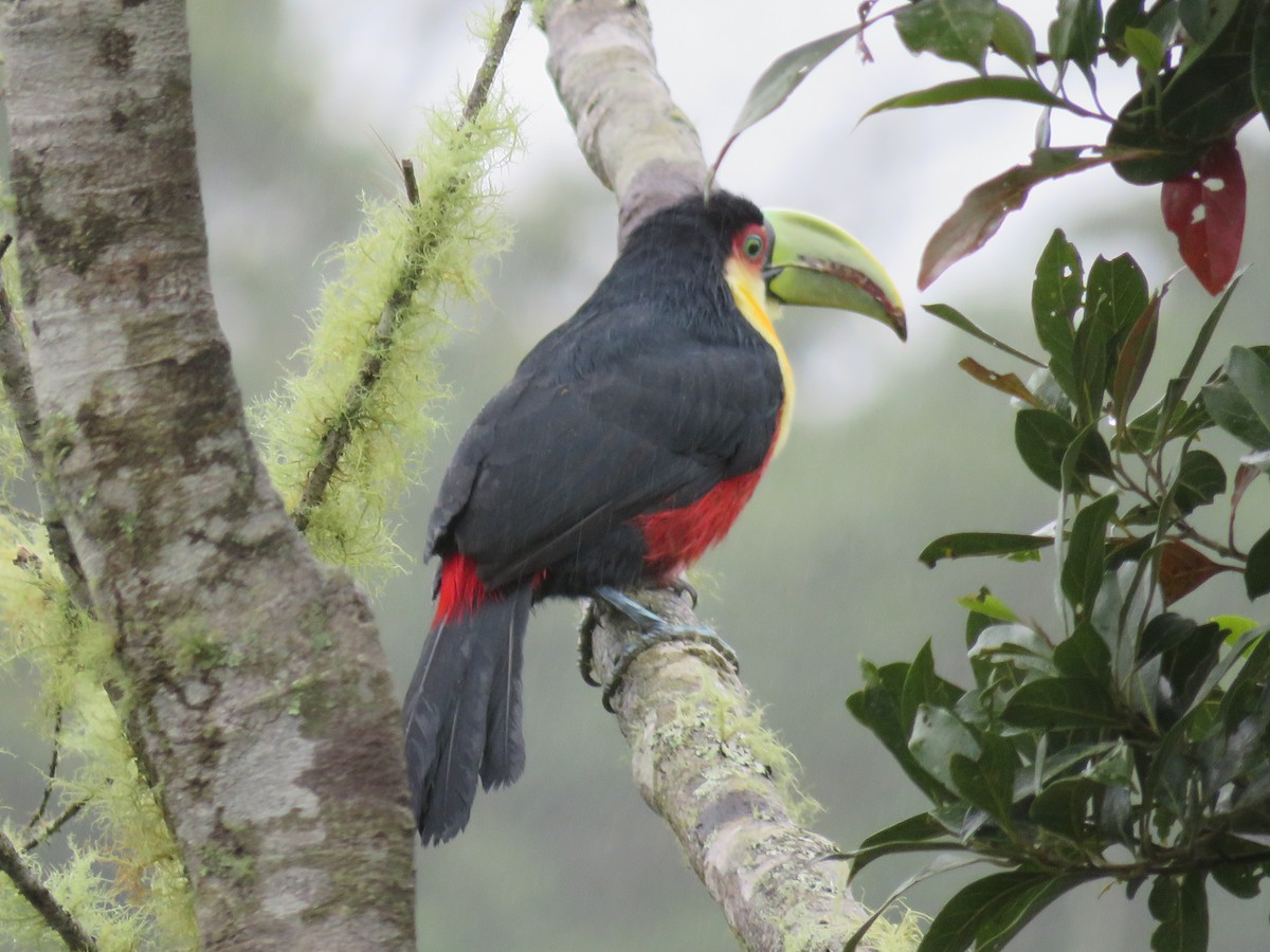 Red-breasted Toucan - ML125165681