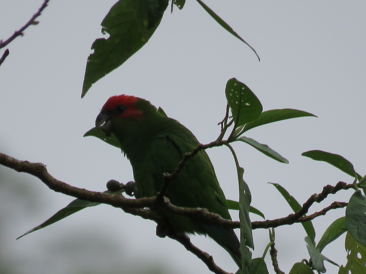 Pileated Parrot - ML125165701
