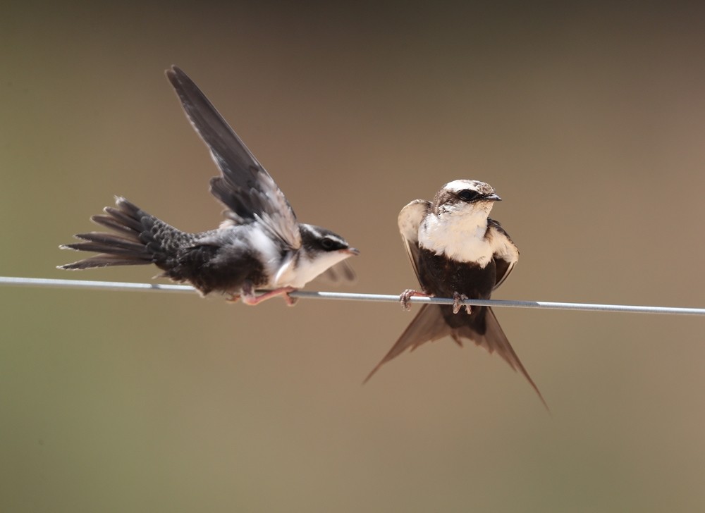 White-backed Swallow - Graeme Risdon