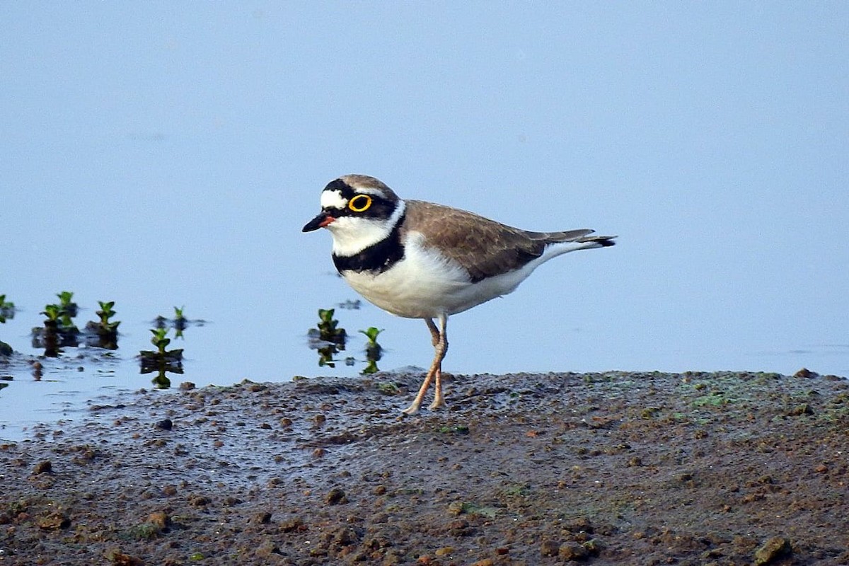 Little Ringed Plover - Coimbatore Nature Society