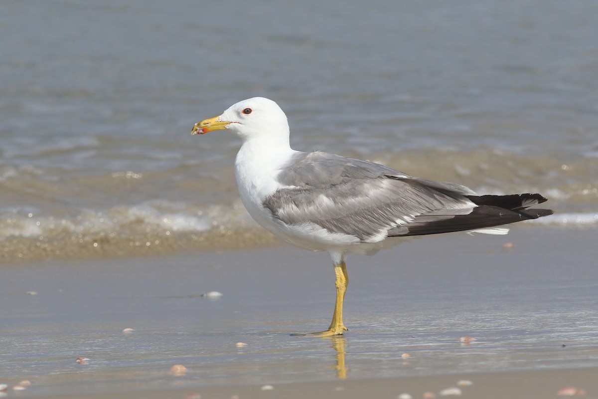 Yellow-legged Gull (michahellis) - Ohad Sherer