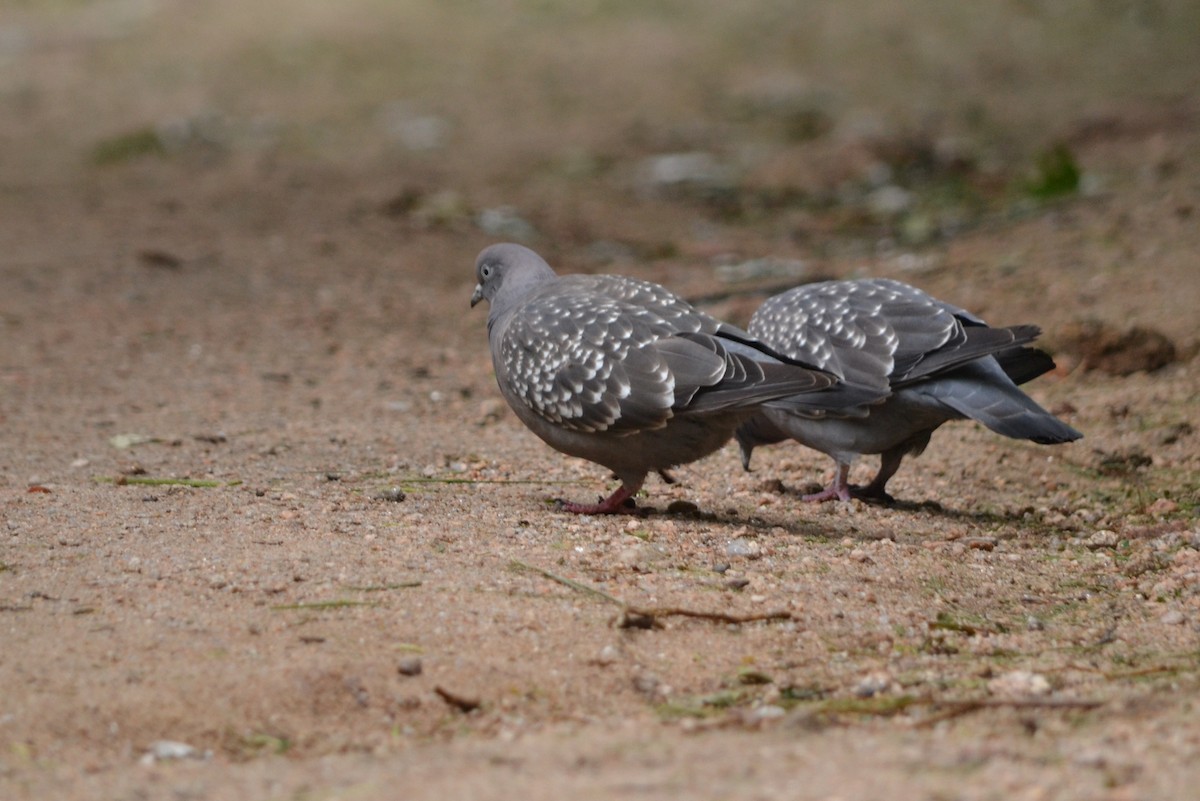 Spot-winged Pigeon - ML125171691