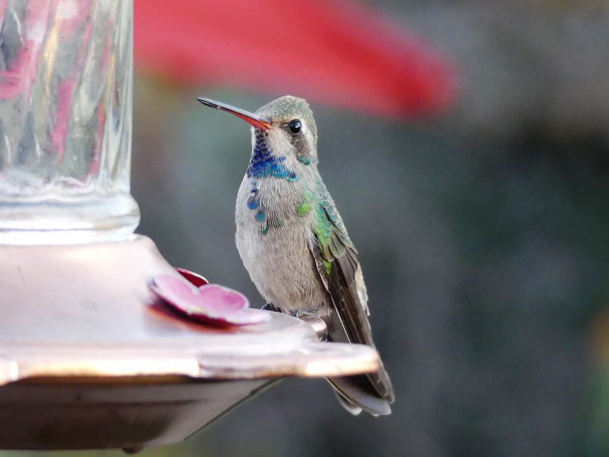 Broad-billed Hummingbird - ML125173541