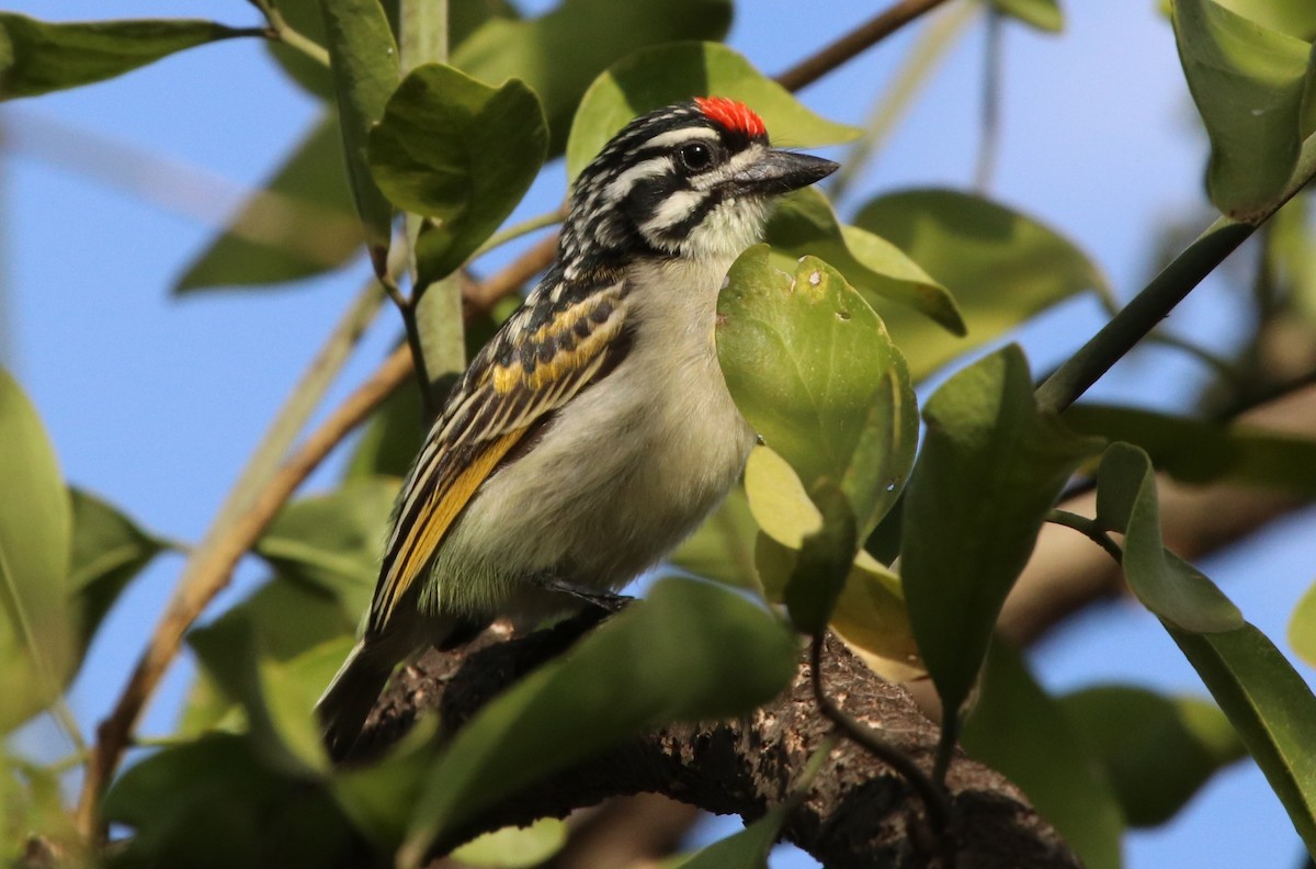 Red-fronted Tinkerbird - ML125174111