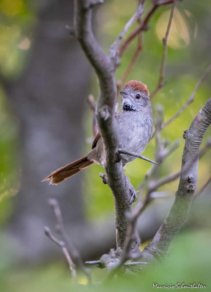 Sooty-fronted Spinetail - Mauricio Schmithalter