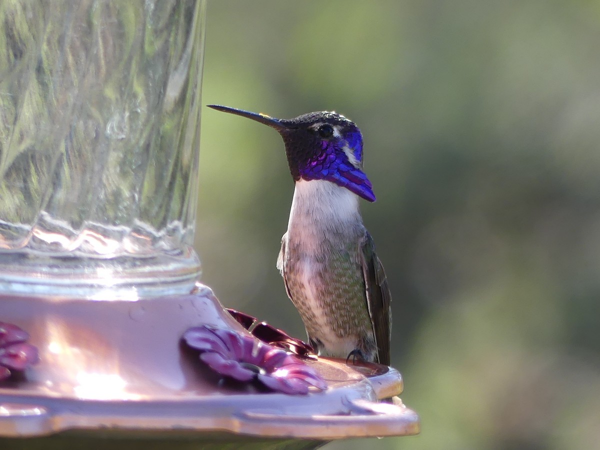 Costa's Hummingbird - ML125175791