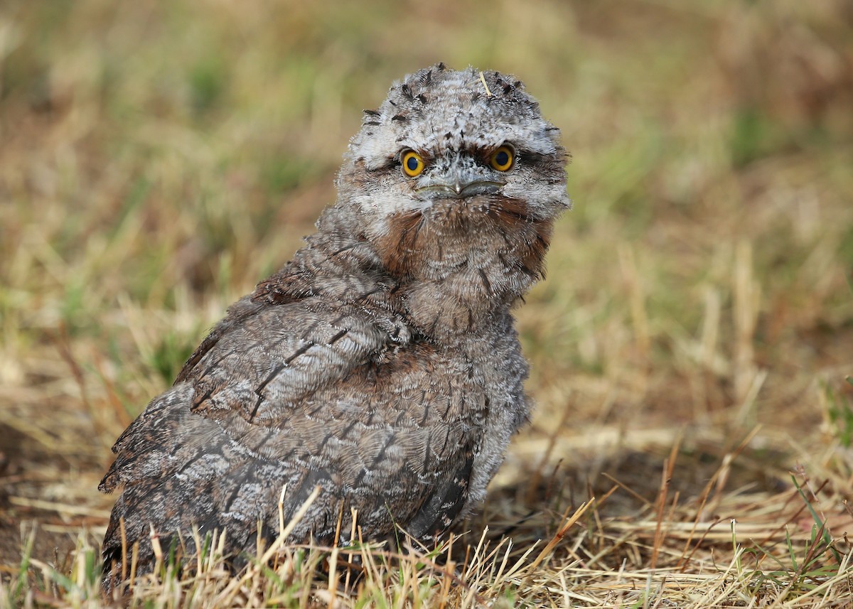 Tawny Frogmouth - Daniel Mantle