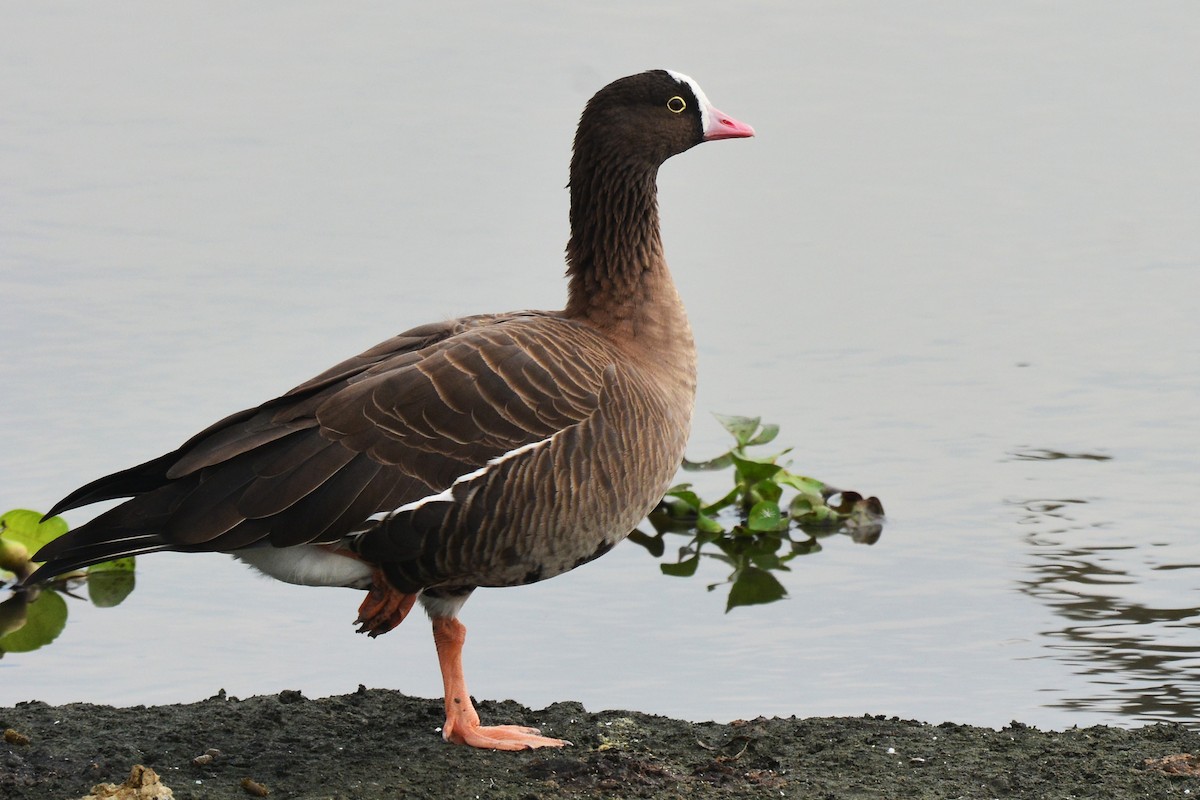 Lesser White-fronted Goose - ML125179131