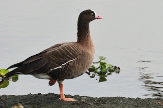 Lesser White-fronted Goose, ML125179131