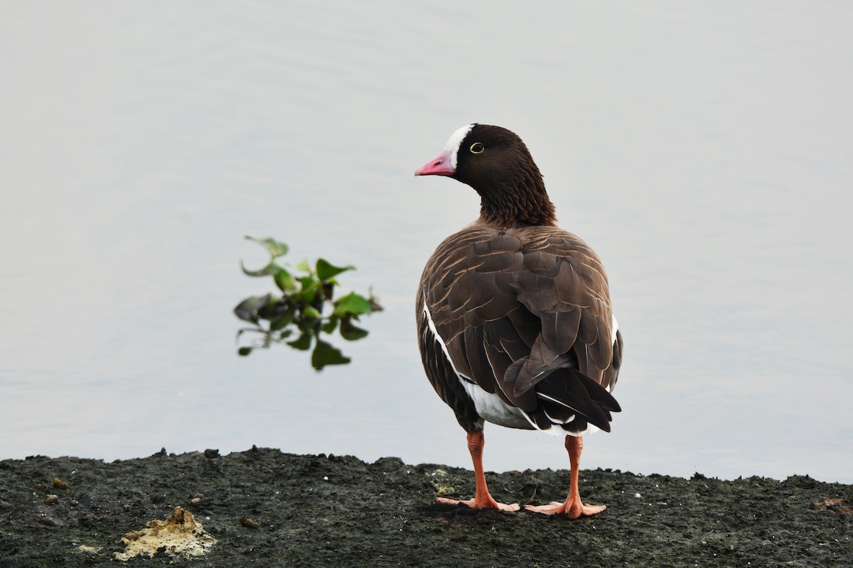Lesser White-fronted Goose - ML125179151