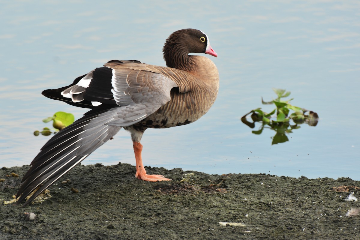 Lesser White-fronted Goose - ML125179161