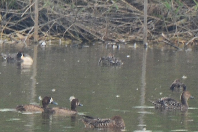 Greater Scaup - ML125179171