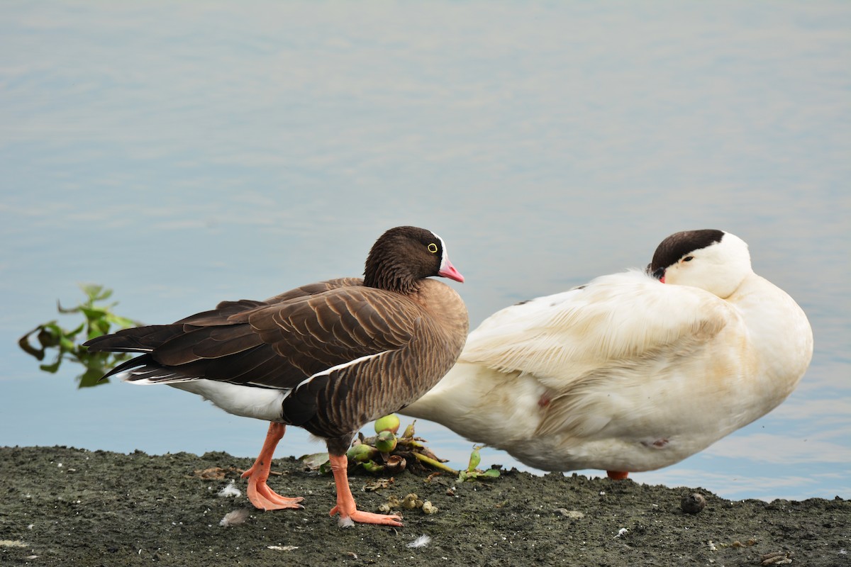 Lesser White-fronted Goose - Jhih-Wei (志偉) TSAI (蔡)