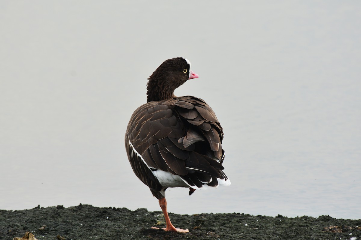 Lesser White-fronted Goose - ML125179201