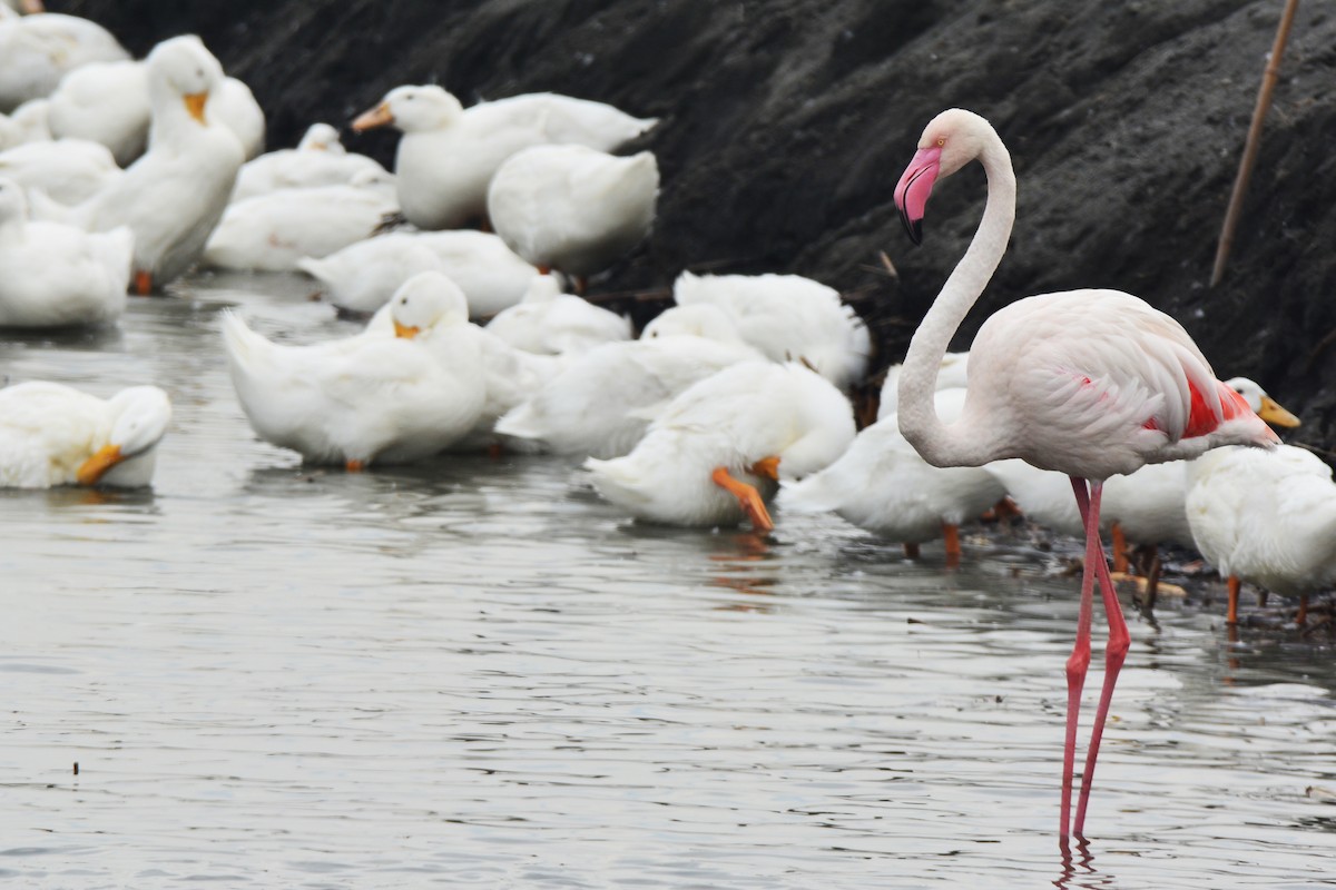 Greater Flamingo - ML125179251