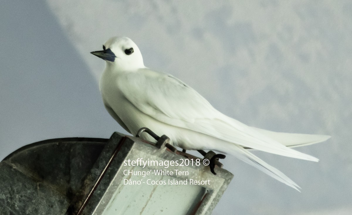White Tern - Rlene Steffy