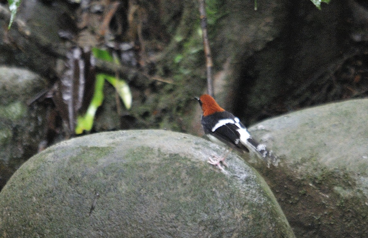 Chestnut-naped Forktail - Anonymous