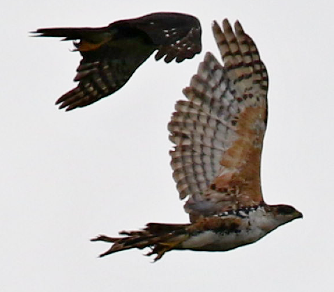 Ayres's Hawk-Eagle - Chih-Wei(David) Lin