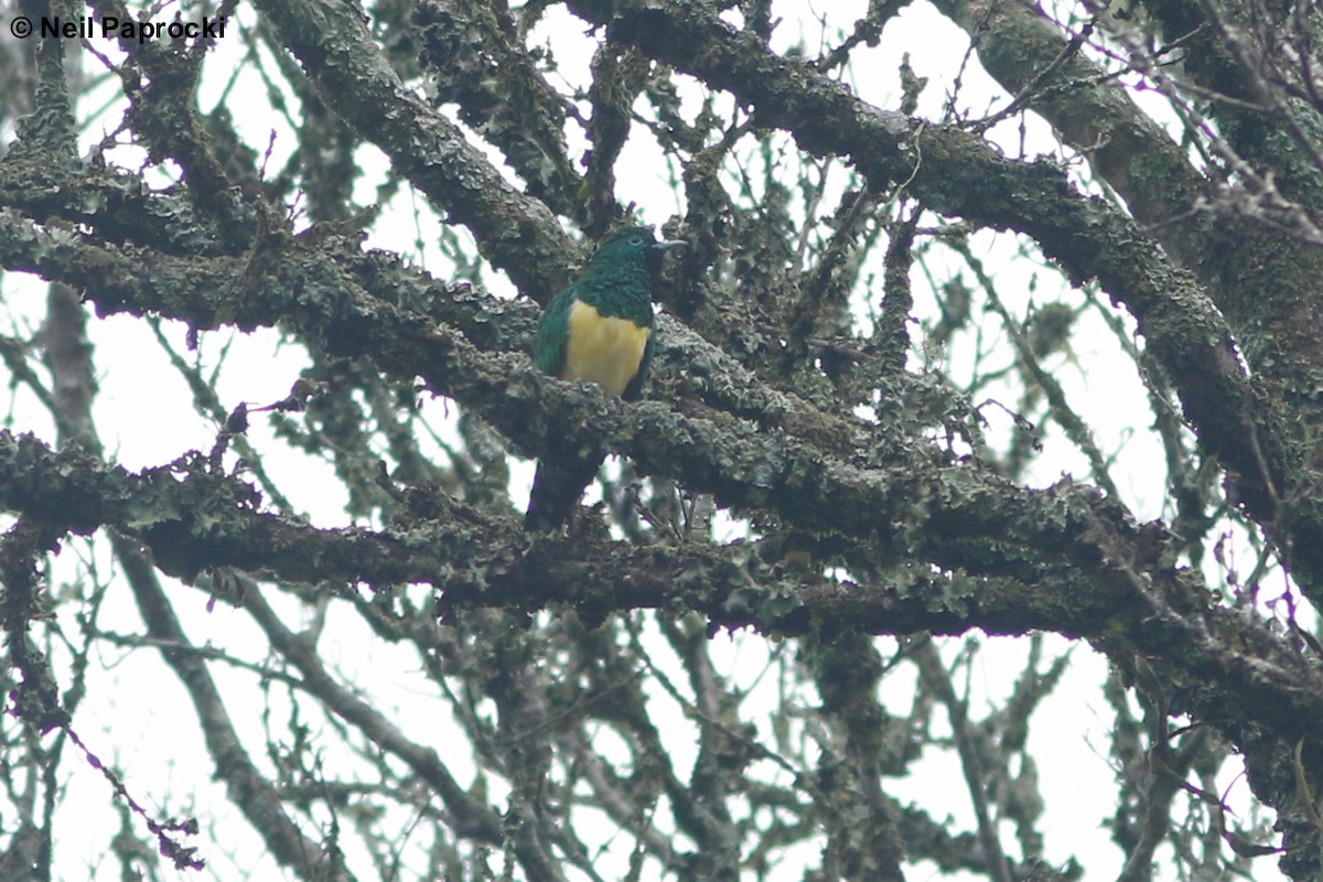 African Emerald Cuckoo - ML125180741