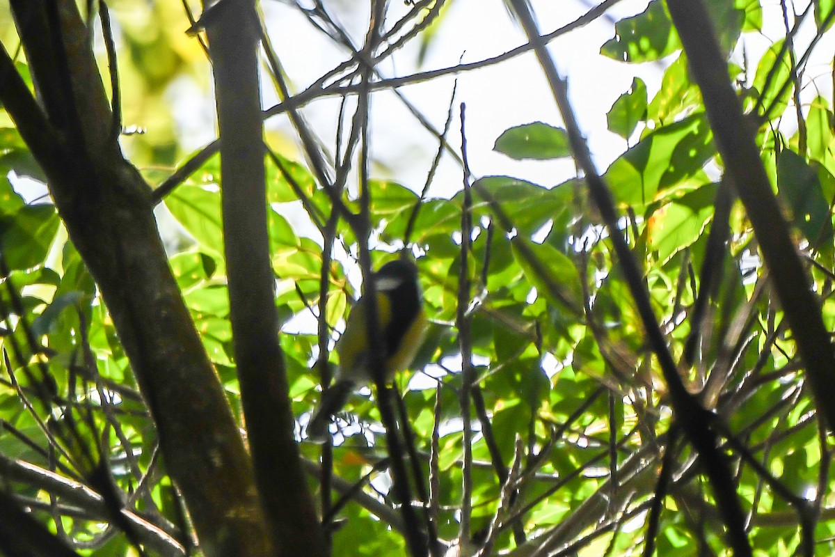 Green-backed Tit - ML125180991