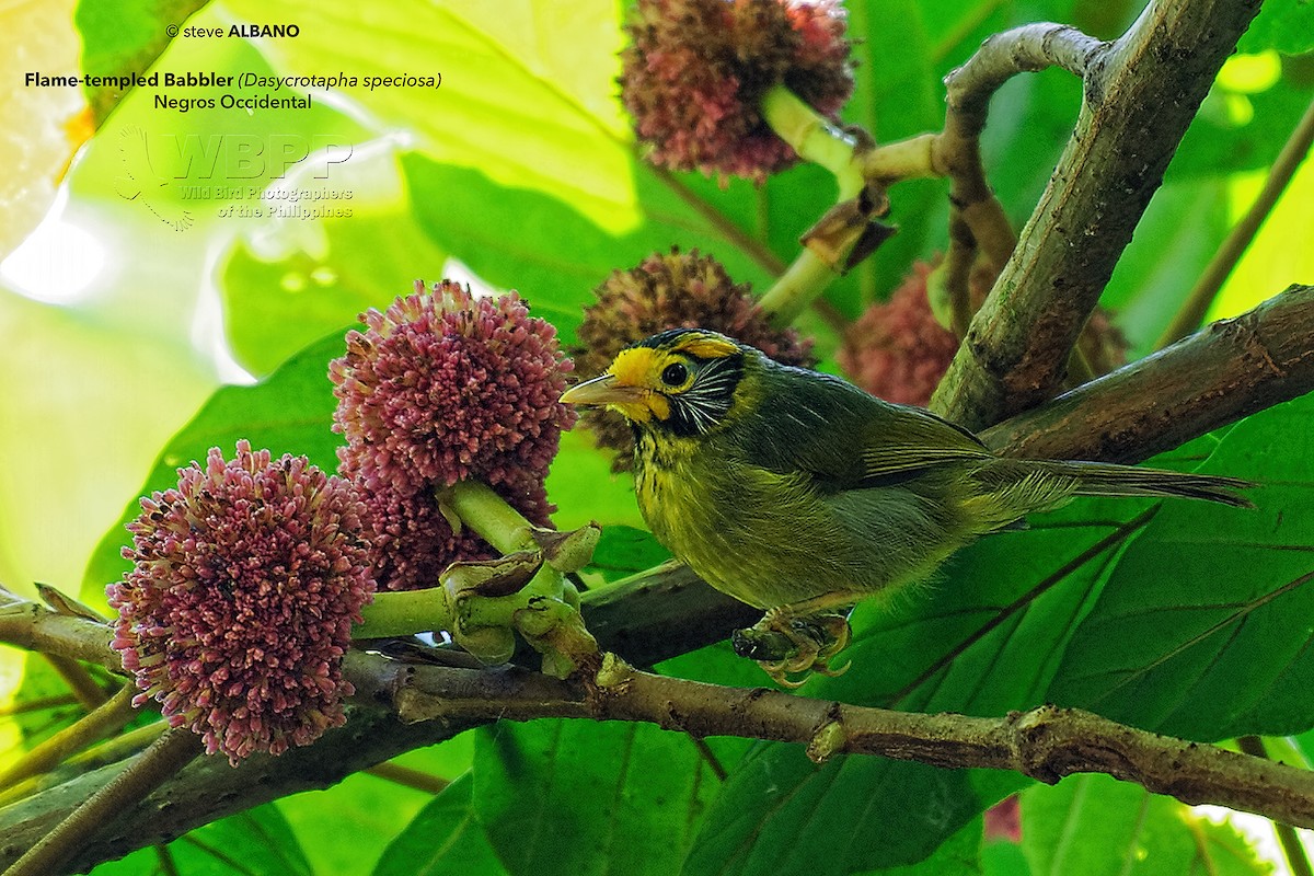 Flame-templed Babbler - Stephen Albano