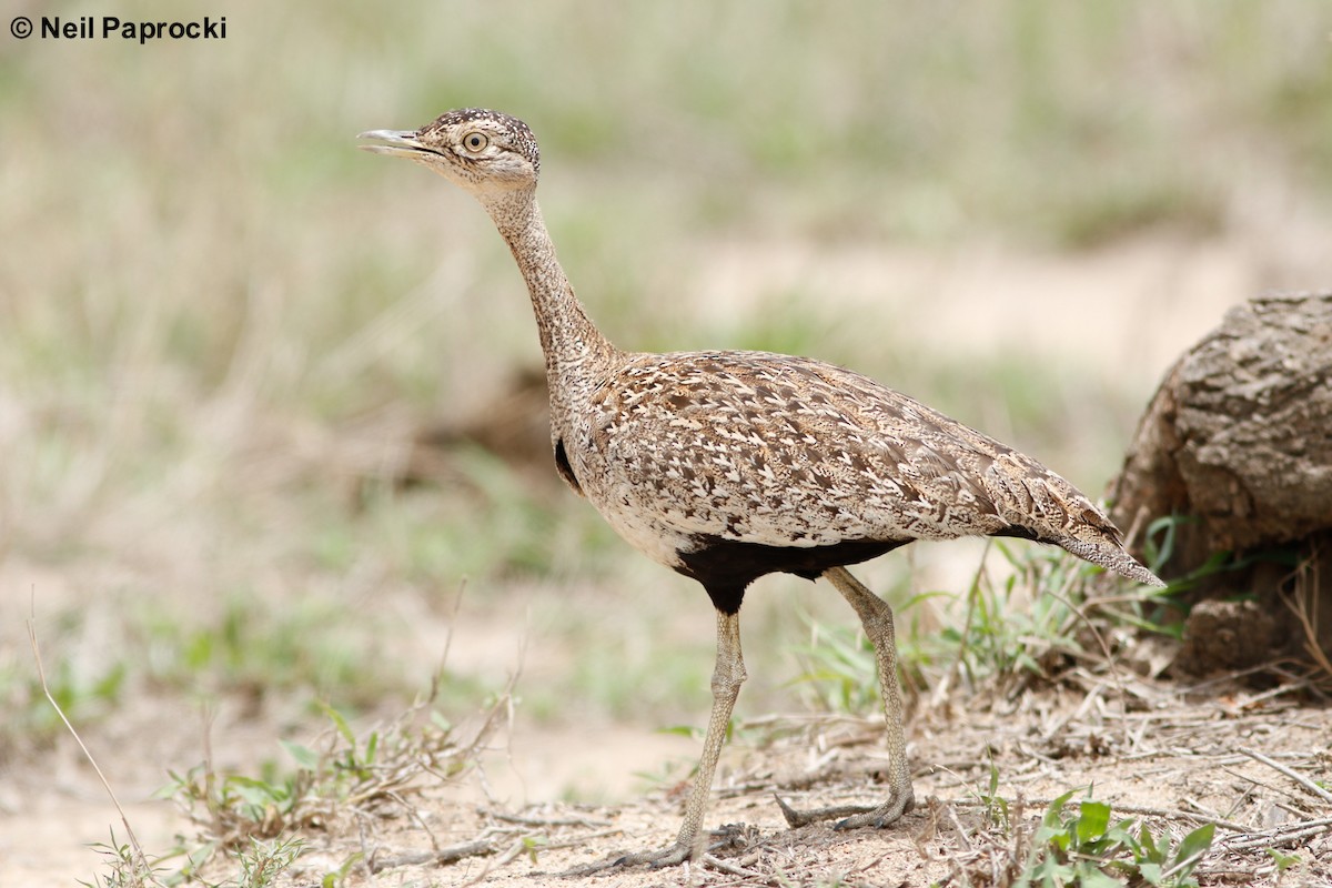 Red-crested Bustard - ML125182711