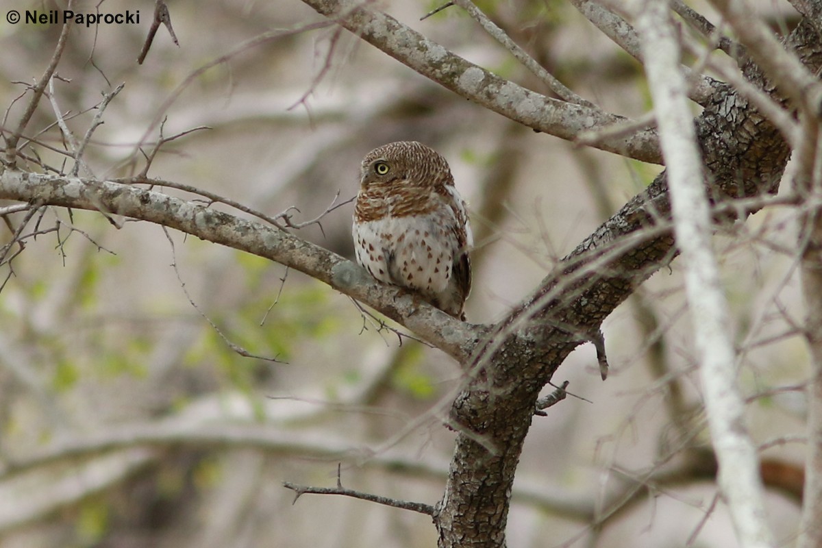 African Barred Owlet - ML125182891