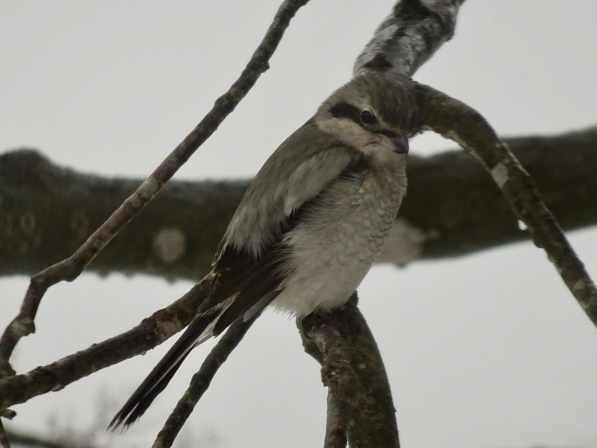 Northern Shrike - Jenn Megyesi