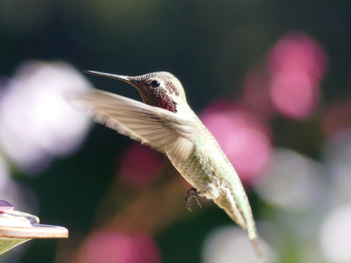 Anna's Hummingbird - ML125185901