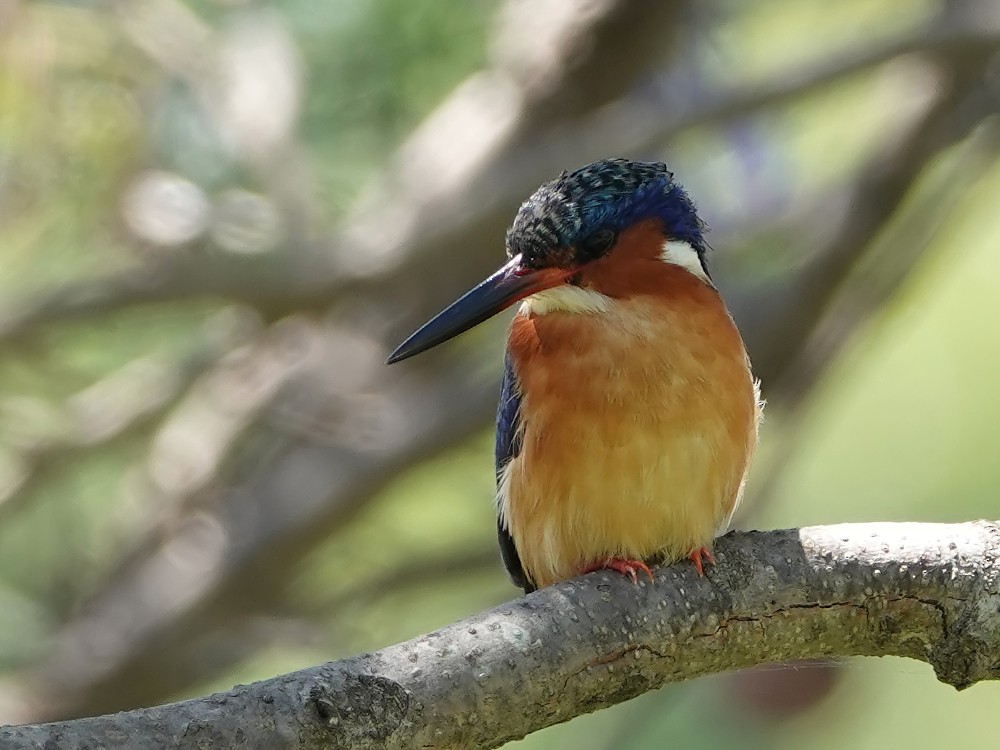 Malagasy Kingfisher - ML125186481