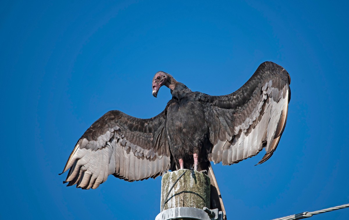 Turkey Vulture (Northern) - ML125186661