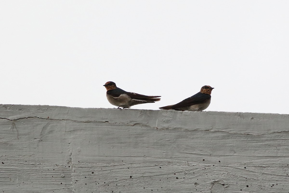 Pacific Swallow - ML125186731