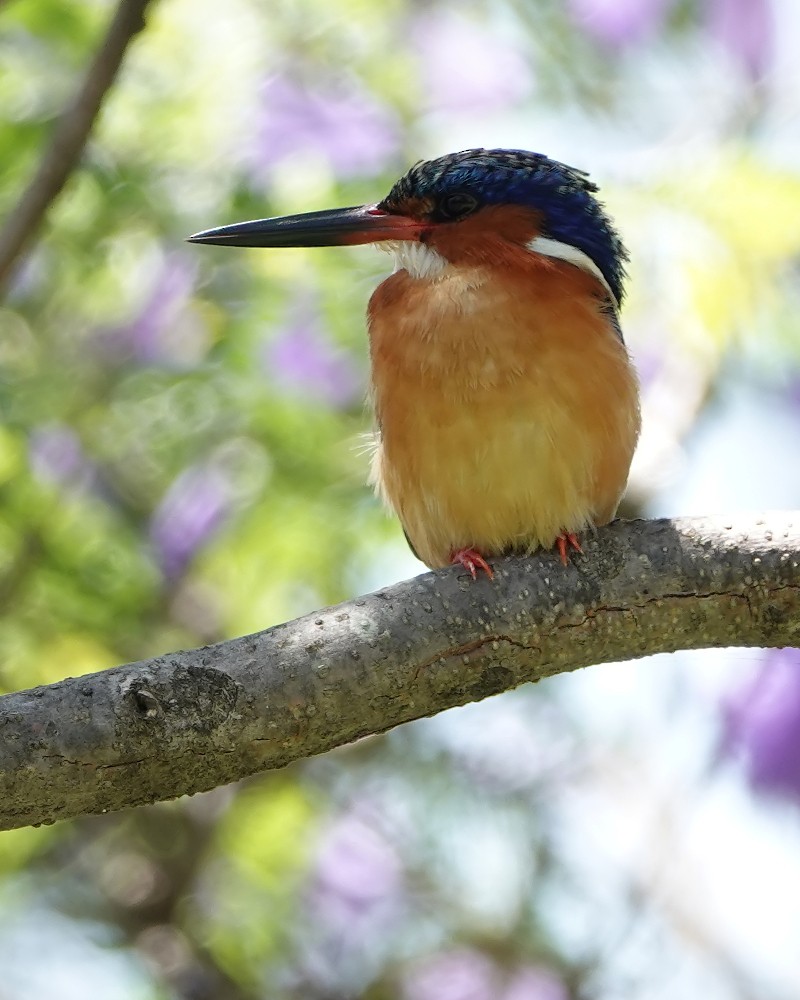 Malagasy Kingfisher - ML125186901