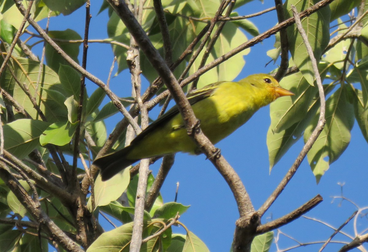Western Tanager - ML125187211