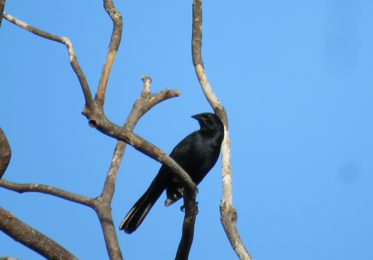 Melodious Blackbird - ML125187231