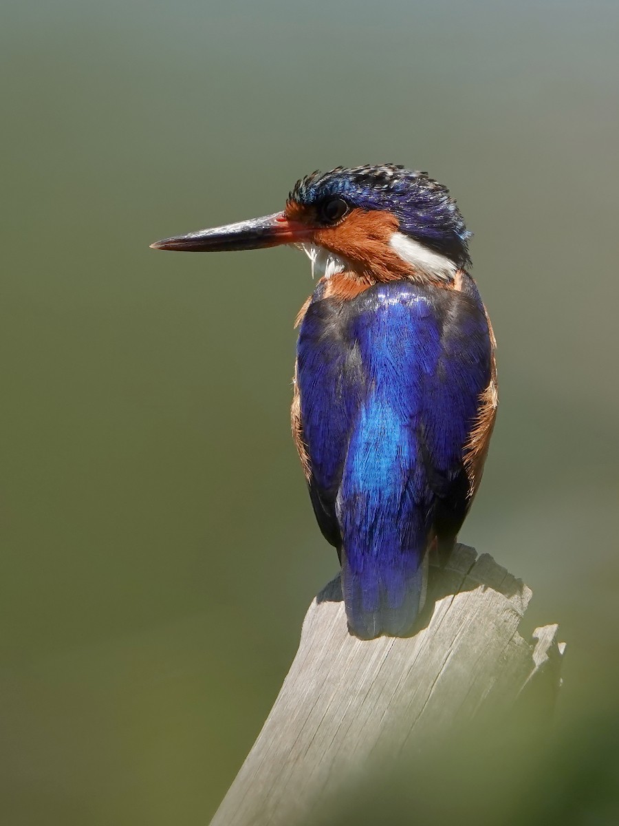 Malagasy Kingfisher - Cédric Mroczko