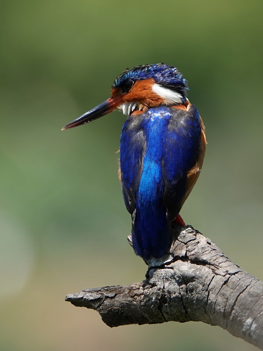 Malagasy Kingfisher - ML125187281