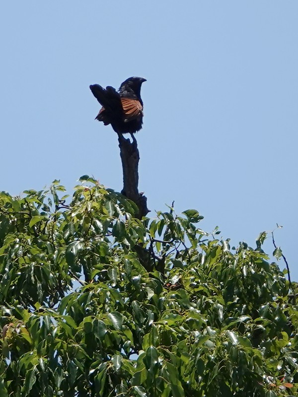 Malagasy Coucal - ML125187991