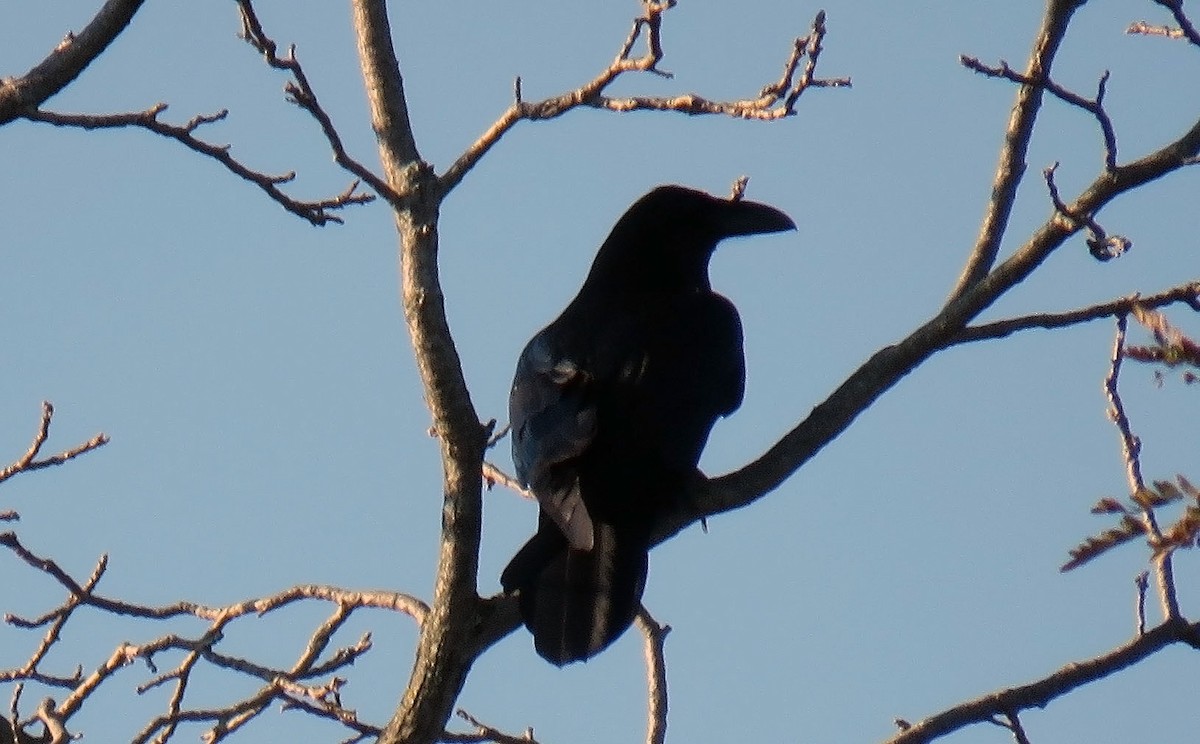 Common Raven - Toby Hardwick