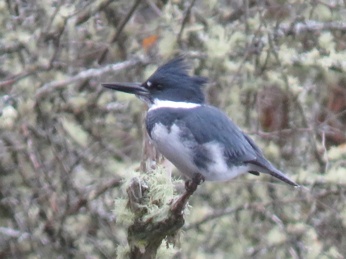 Belted Kingfisher - ML125189261