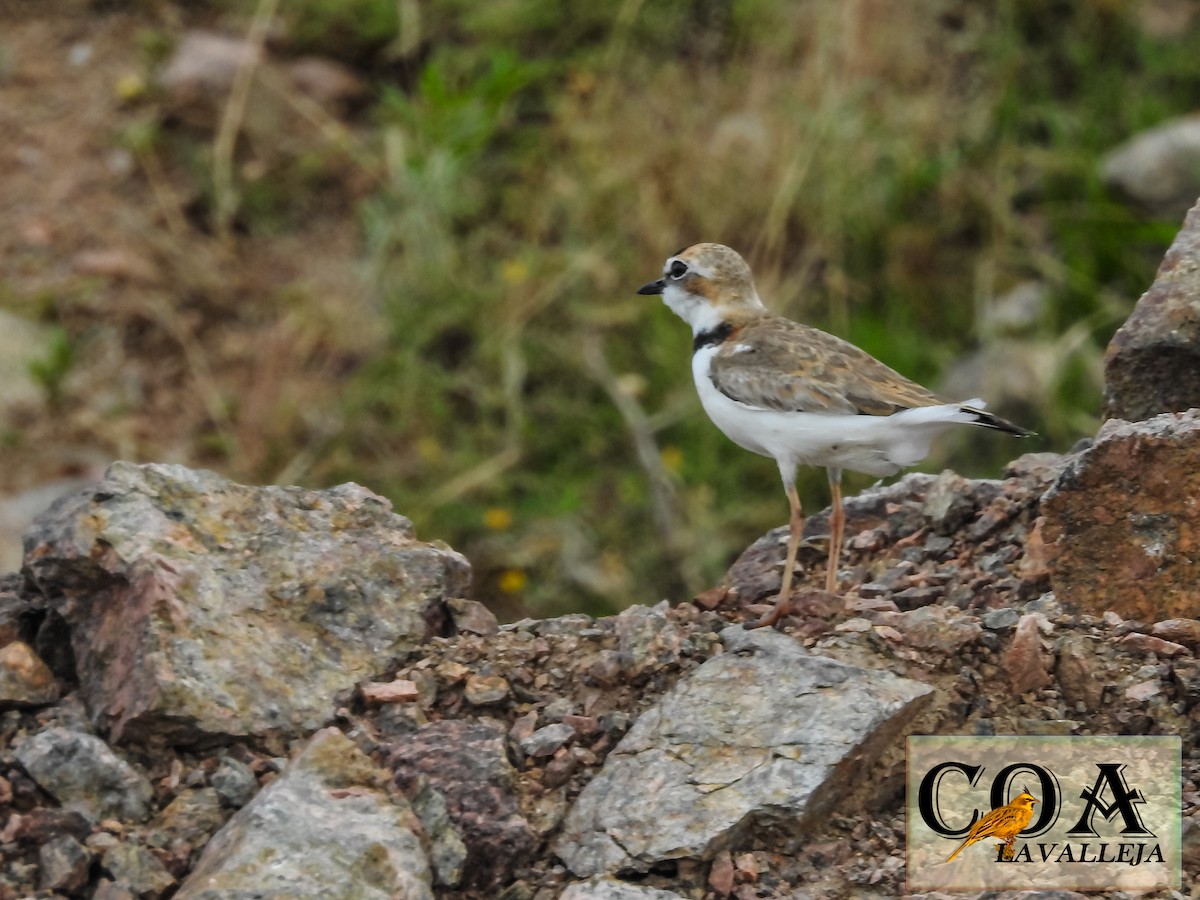 Collared Plover - ML125192731