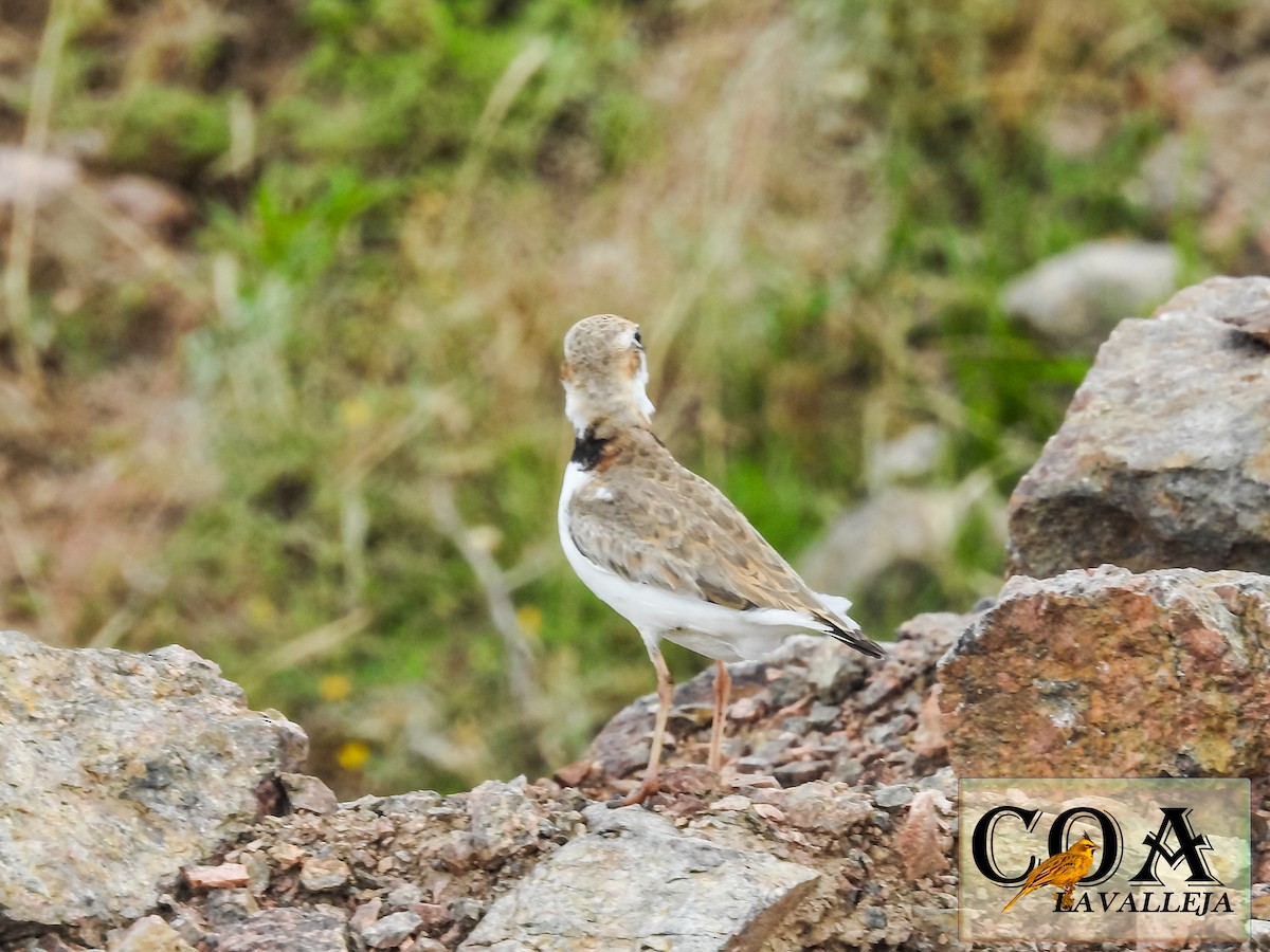 Collared Plover - ML125192741