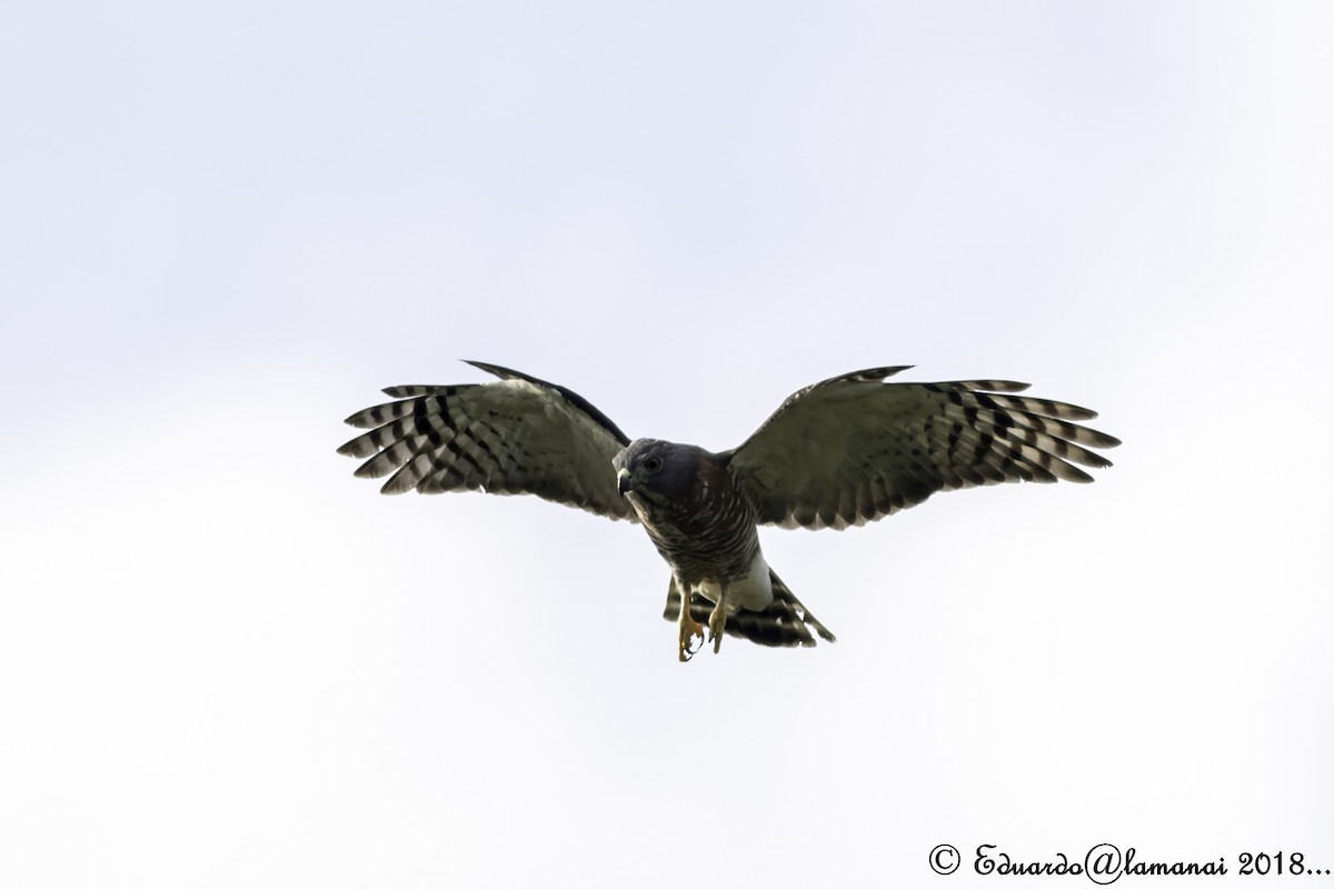 Double-toothed Kite - ML125195631
